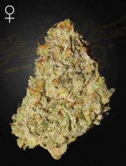 Green House Seed Co. Super Lemon Haze x GMO Fem. 3St. - Grow Zeche