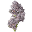 Growers Choice Triploid Iced Sangria Fem 3St. - Grow Zeche
