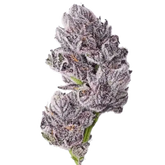 Growers Choice Triploid Iced Sangria Fem 3St. - Grow Zeche
