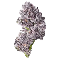 Growers Choice Triploid Iced Sangria Fem 3St. - Grow Zeche