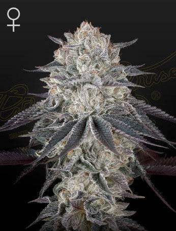 Green House Seed Co. Fullgas Fem. 3 St. - Grow Zeche