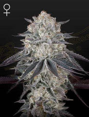 Green House Seed Co. Fullgas Fem. 3 St. - Grow Zeche