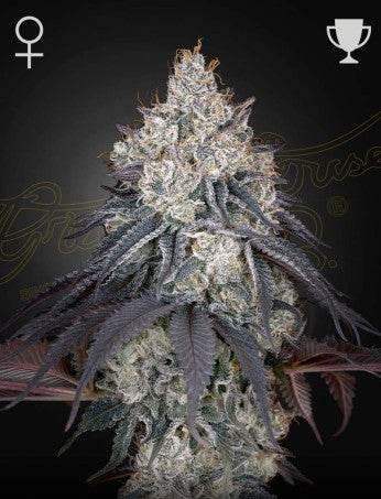 Green House Seed Co. Lemon Orange Fem. 3St. - Grow Zeche Hauptbild