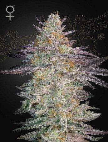 Green House Seed Co. Super Lemon Haze x GMO Fem. 3St. - Grow Zeche Hauptbild