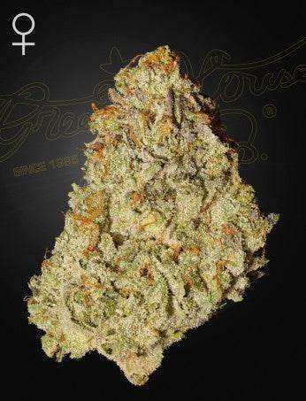 Green House Seed Co. Super Lemon Haze x GMO Fem. 3St. - Grow Zeche