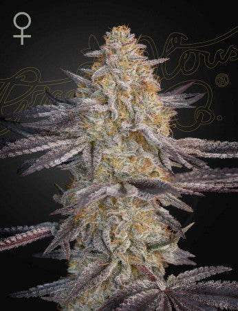 Green House Seed Co. Super Lemon Haze x RS11 Fem. 3St. - Grow Zeche Hauptbild