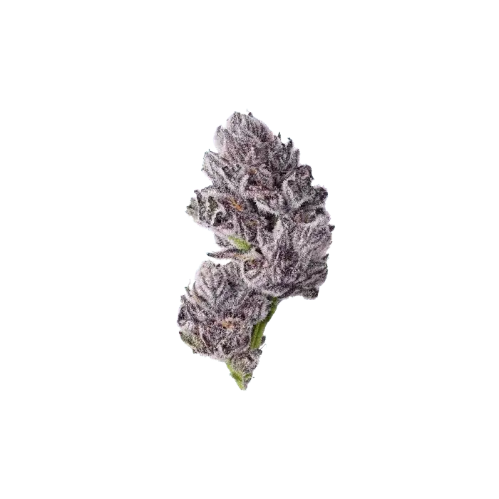 Growers Choice Triploid Iced Sangria Fem 3St. - Grow Zeche