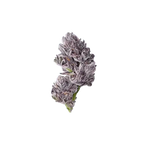 Growers Choice Triploid Iced Sangria Fem 3St. - Grow Zeche