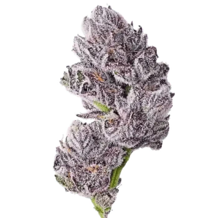 Growers Choice Triploid Iced Sangria Fem 3St. - Grow Zeche