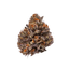 Growers Choice Triploid Tropicana Cherry Fem 3St. - Grow Zeche